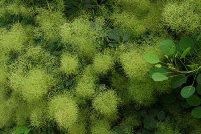 Cotinus coggygria